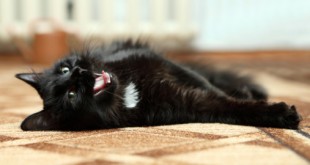 Yawning black cat on carpet
