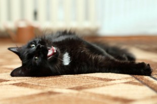 Yawning black cat on carpet